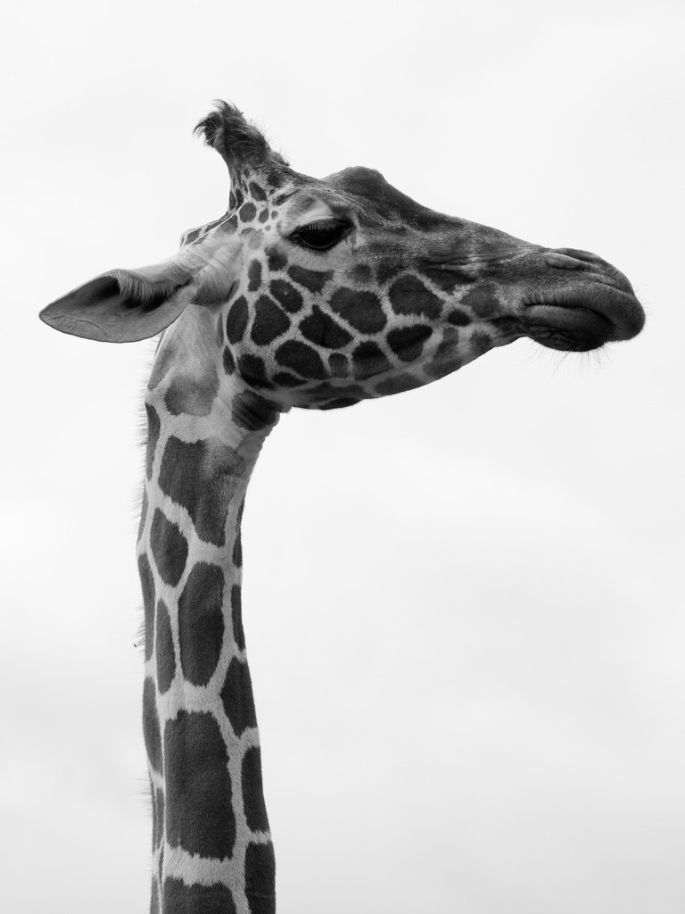 A giraffe